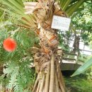 판다누스(Pandanus utilis) 이미지