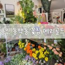 메리골드케이크 | [동백동 꽃집 메리골드] 동백동 꽃집 추천, 내돈내산 솔직 후기