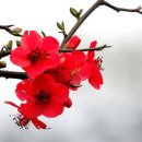 政局은 暴豊前夜,背任罪 閉止하면 특혜 수혜자 1호는 이재명 대통령! 이미지