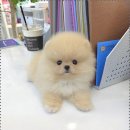 꽃보다강아지 이미지