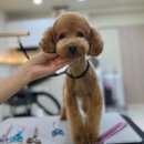 야탑 반려견 이미지