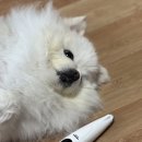 그루밍펫 | 우다다 펫 그루밍 클리퍼 후기 | 강아지 발바닥 셀프미용, 미니 + 충전식 이발기 바리깡 ( 쿠팡구매 )