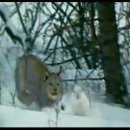 토끼사냥 이미지