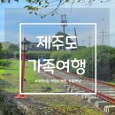 [제주도 여행] 제주도 3박 4일 가족여행, 둘째 날 가볼 만한 곳 사려니 숲, 레일바이크, 올레 야시장