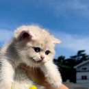 골든키티캐터리 이미지