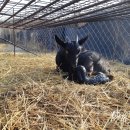 산북농장 이미지