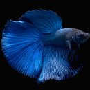 살랑더테일 이미지