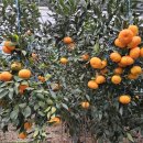 철이농장 이미지