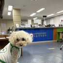 민트동물병원 | [시드니 준비] 강아지 데리고 호주 이사, 내돈내산, 비쌈주의, 민트동물병원 후기