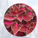 글로벌어스 | [쏜직한후기] 하루의 흐름을 한결 더욱 편안하고 균형있게 : 어스빌 포스콜린 알파CD 파비플로라