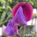 스위트피