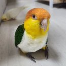 애니몰 | 애니몰스토어 : 알곡 프리티버드 셀렉미디움 앵무새 먹거리 쇼핑