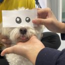 옐레드 애견유치원&애견호텔 대구신월성점 이미지