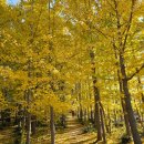 밀양시국궁장 | 밀양 은행나무 명소 오연정 금시당 암새들 실시간 후기