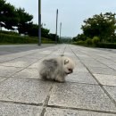 디디에퍼피 이미지