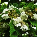 싸리재샘 이미지