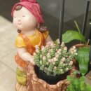 알로애 꽃집 이미지