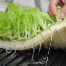 부자농장 | 동네한바퀴 로메인상추 인생 2막 부자의 귀농 도전기 농장 알아보기