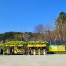 수선화사주카페 이미지