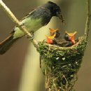 자연의 둥지 이미지