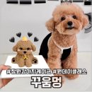 은아상가 | [창원/애견동반] 창원 상남동 강아지케이크 ‘꾸움멍’ 원데이클래스 후기, 창원 이색데이트 로 추천!