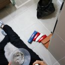 샤도캣 이미지