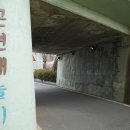 굴다리청과