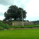 오미1동 Daum카페