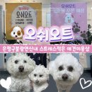 오쉬오트 | 은평구 애견미용 오쉬오트