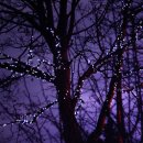 바이올렛(Violet)
