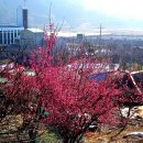 기드온(주) Daum카페