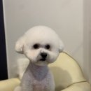 애견샵 컬리독 이미지