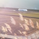 남천제방길 이미지