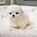 야옹아 멍멍해봐 강아지고양이 평택점 | 평택강아지분양 새로운 만남 (feat. 당진 안성 아산)