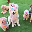 모여라 | 모여라솜뭉치 직접 가본 솔직 후기
