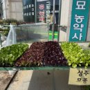그린종묘농약사 | 🥬 너무 예뻐서 또 올립니다… 봄 모종 총출동 💚