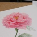 색연필 일러스트 & 보타니컬 아트 이미지