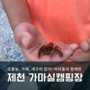 제천 아이들과 함께 한 저수지낚시 가마실캠핑장에서 가재와 도롱뇽잡기