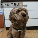 강아지 목줄 추천 # 애완견 하네스 추천 <b>보니앤독</b>