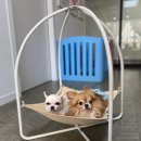 하니동물병원 이미지