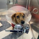 소로동물병원 이미지