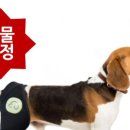 마요 펫 이미지