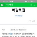 버팔로PC방 이미지