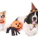 마스터 동물의료센터 이미지