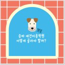 멜리애견유치원 | 송파 애견미용학원 선택 전 꼭 알아야 할 5가지