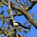 밀밭사이 이미지