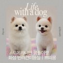 pet39거4972 | 동탄근교 화성 남양 애견 미용 추천 :: 포메라니안 곰돌이컷 | 쁘띠몽 반려견 미용실