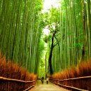 대나무숲길 이미지