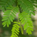 추억향기 이미지