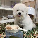 봉이축산 | 비숑프리제 수술 기력회복식으로 추천하는 오킷 강아지화식사료 급여후기